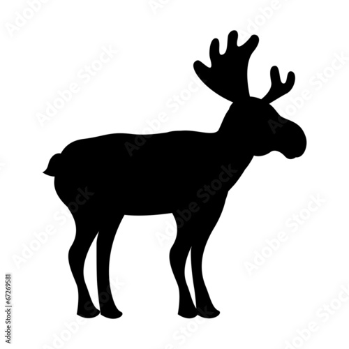 Animal design