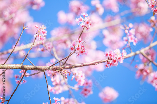 Fototapeta Naklejka Na Ścianę i Meble -  Wild Himalayan cherry blossoms is  blooming