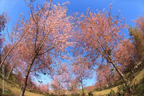 Wild Himalayan cherry blossoms is  blooming photo