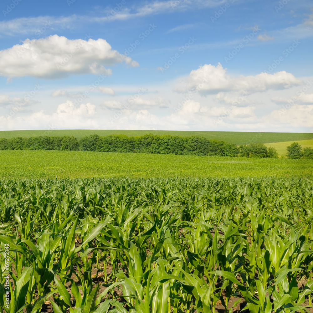 corn field and beautiful sky