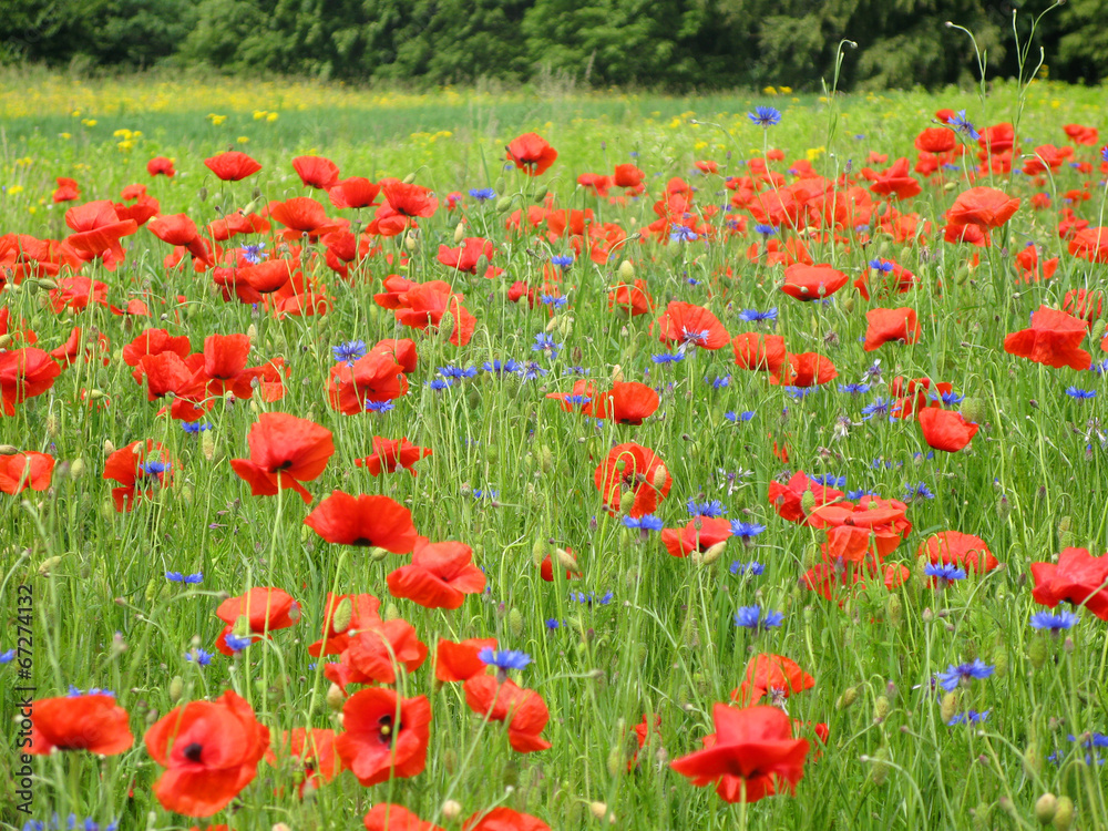 Fototapeta premium poppies on summer field