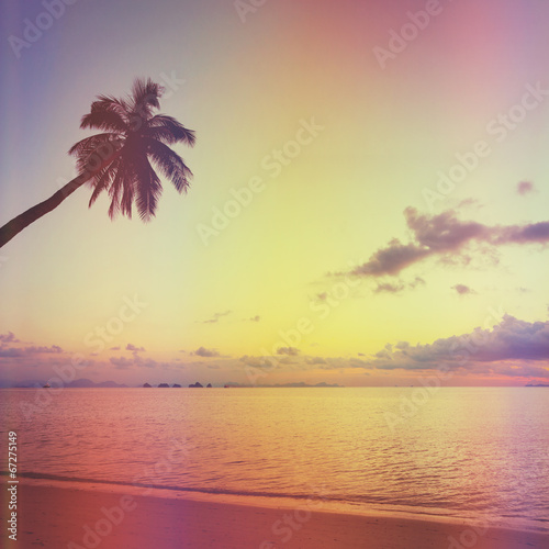 Tropical sunset with palm tree  retro stylized