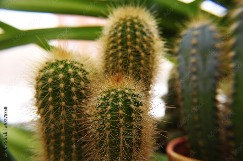 Close up of cactus with golden stems, side view Close up of cactus with golden stems, side view
