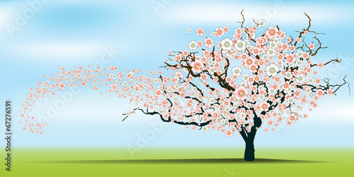 Spring wind rips cherry blossom tree.