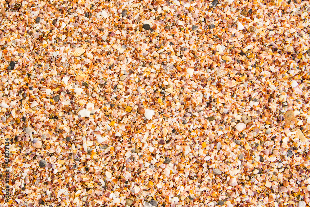 Shell on the beach Shell on the beach
