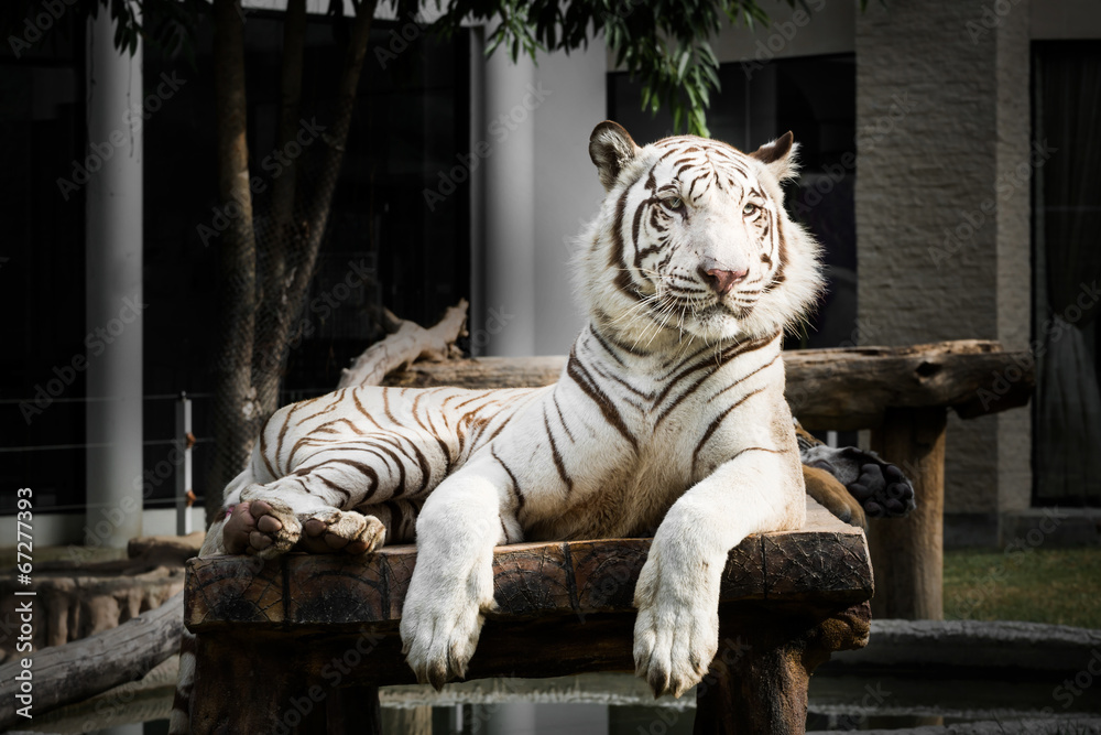 Obraz premium White bengal tiger