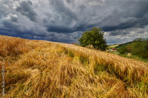 gold-field