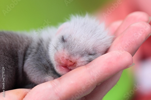 Ferret baby in human hands © bozhdb