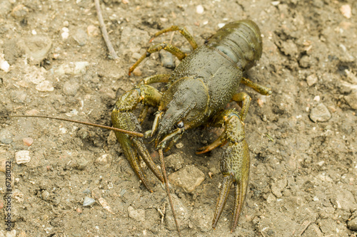 Crayfish.