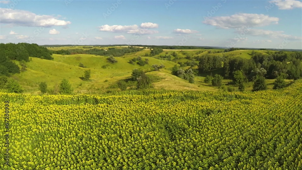 Beautiful flight over sunflowers. Aerial summer Beautiful flight over sunflowers. Aerial summer