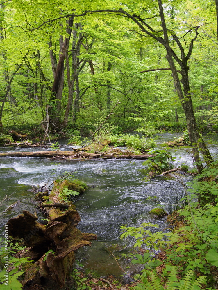 Obraz premium Oirase gorge in fresh green, Aomori, Japan