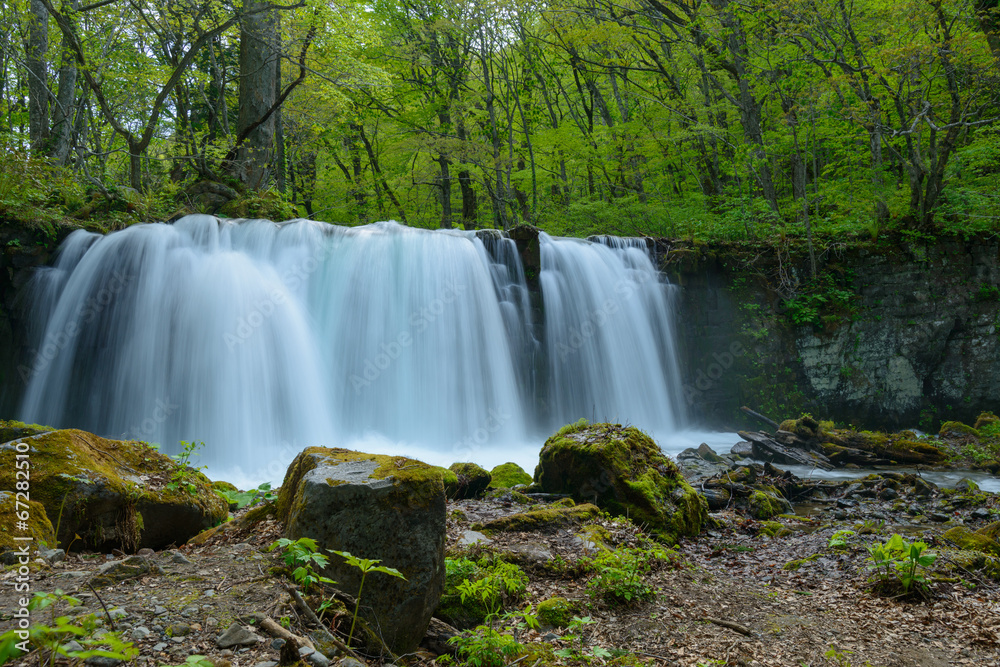 Obraz premium Oirase gorge in fresh green, Aomori, Japan