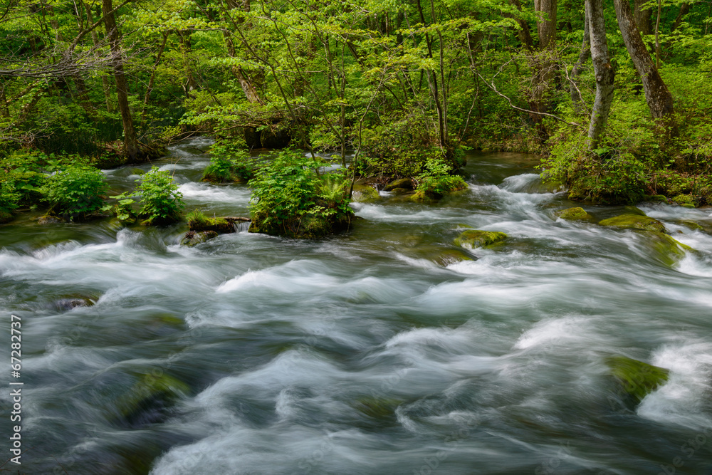 Oirase gorge in fresh green, Aomori, Japan