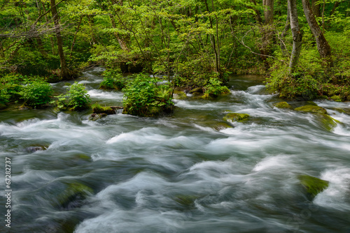 Oirase gorge in fresh green  Aomori  Japan