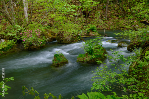 Oirase gorge in fresh green  Aomori  Japan