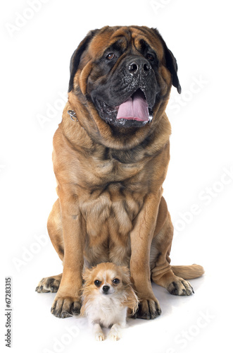 mastiff and chihuahua