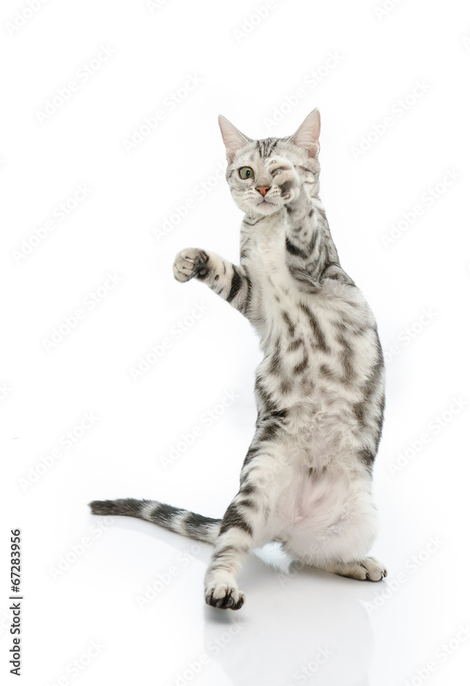 Obraz premium Cute baby tabby kitten standing on hind legs