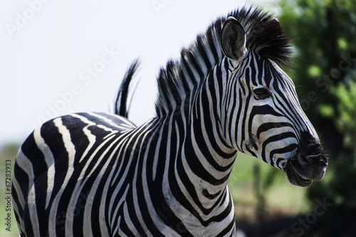 Zebra im Chobe Park  Botswana