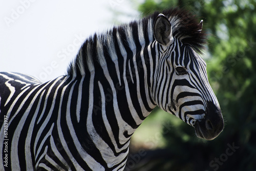 Zebra im Chobe Park  Botswana