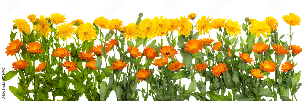 Obraz premium Medical marigold isolated line