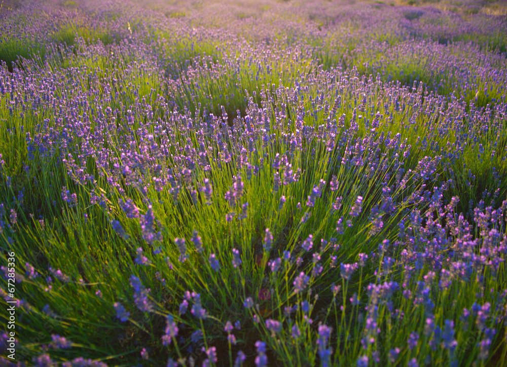 Naklejka premium lavender field