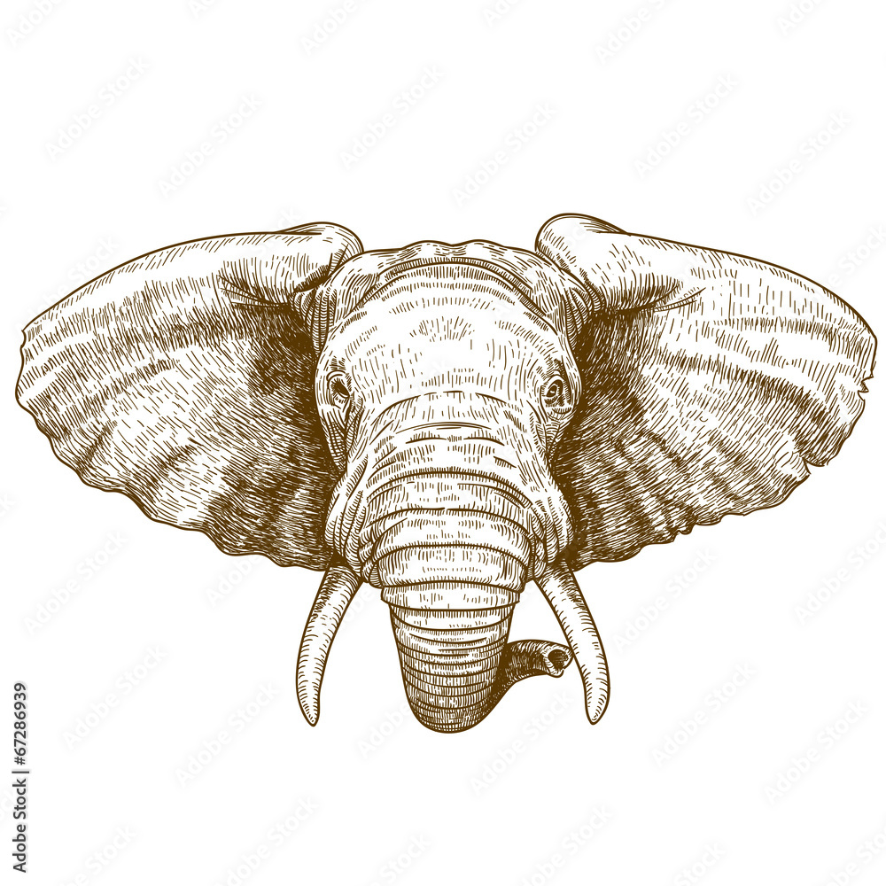 Obraz premium vector illustration of engraving elephant head