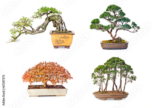 Bonsai tree