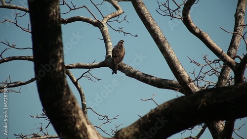 accipiter photo