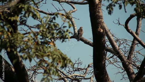 accipiter photo