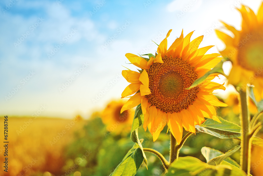 Sunflowers in the field - obrazy, fototapety, plakaty 