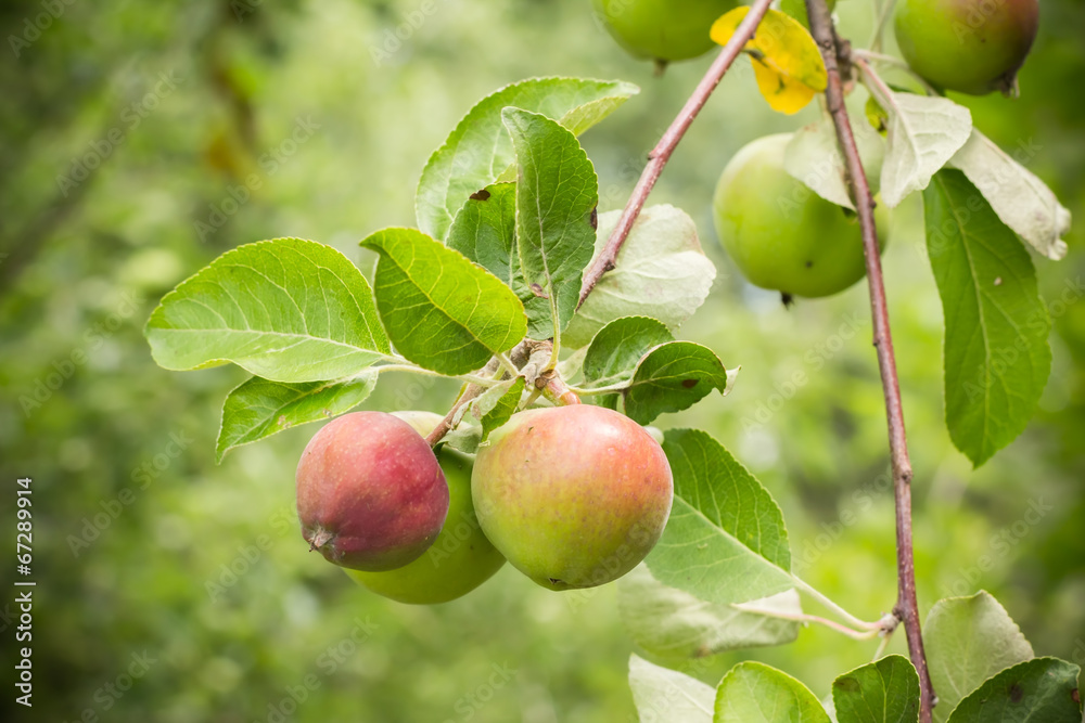 Ripe apples on a branch Ripe apples on a branch