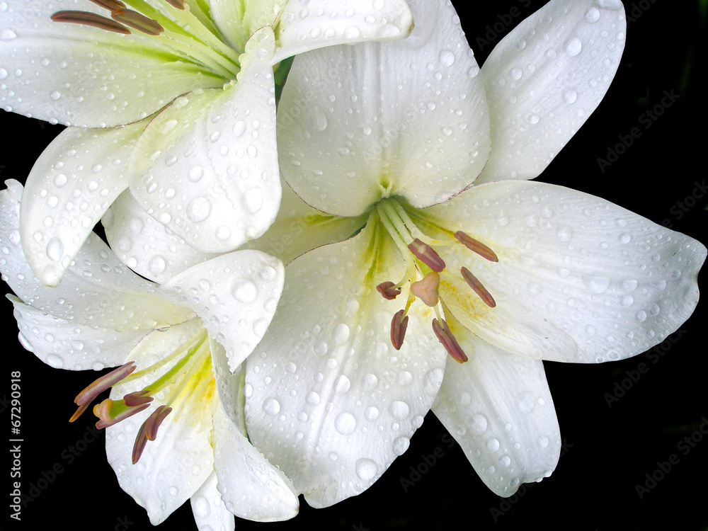 Naklejka premium Белые лилии на черном фоне