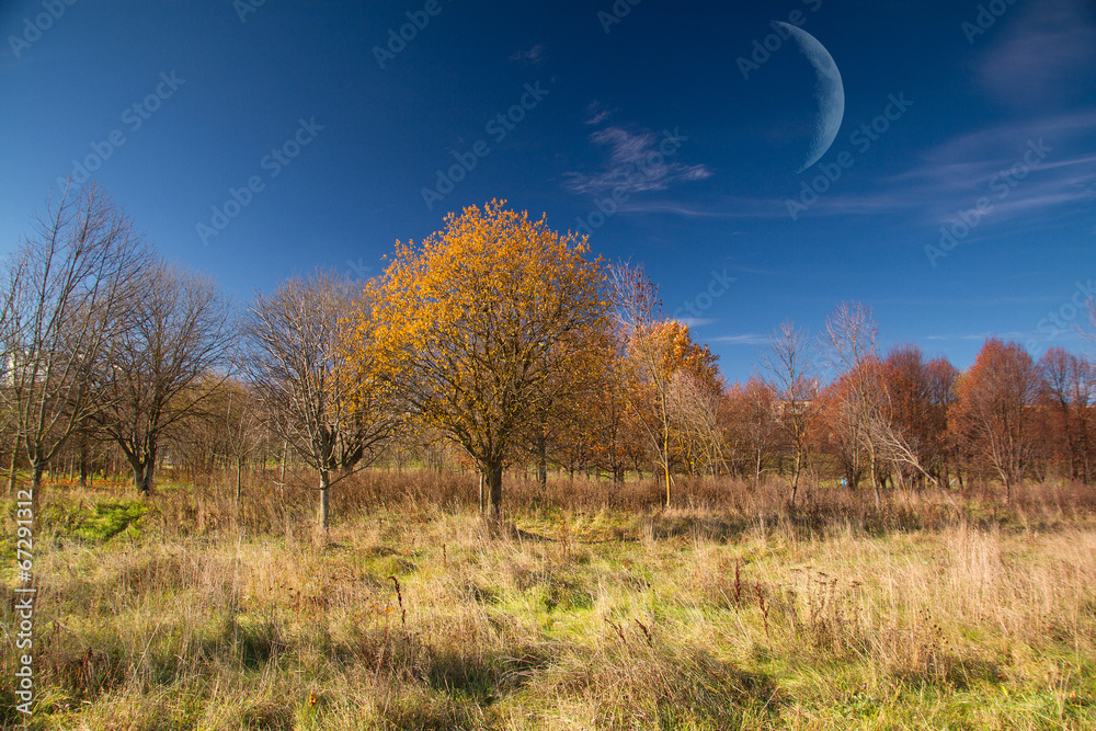 Obraz premium autumn leaves