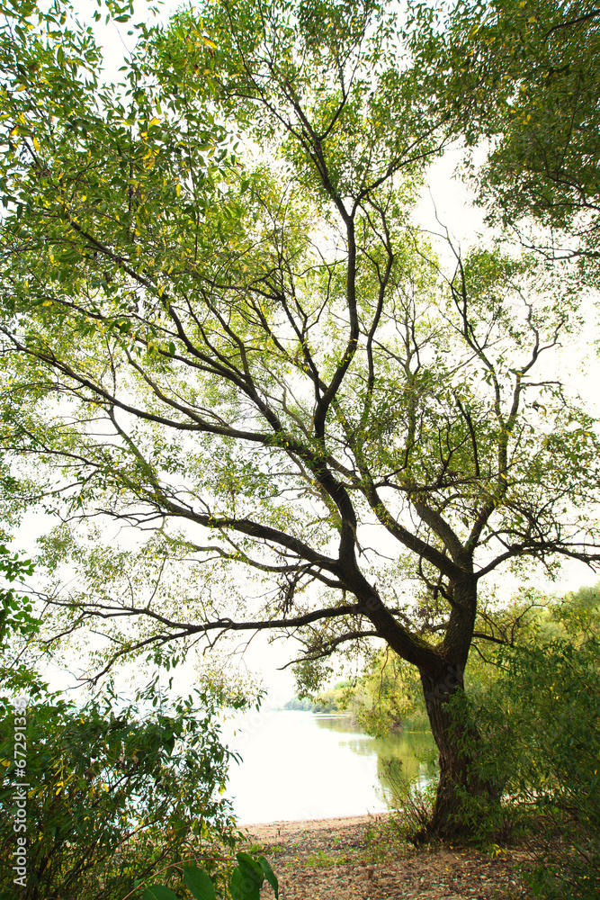 Obraz premium autumn park landscape