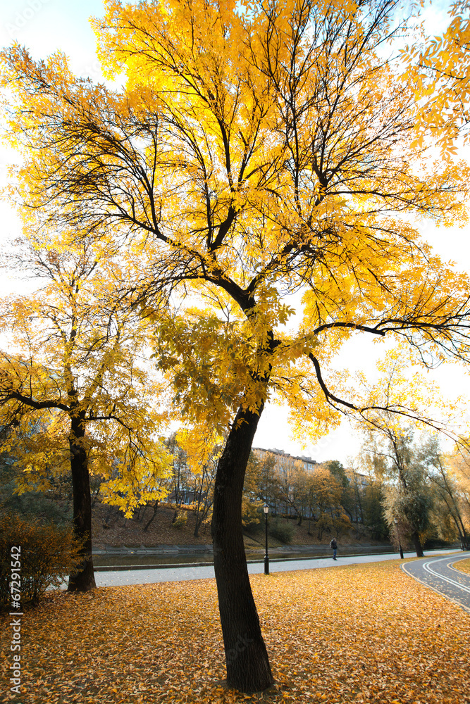 Fototapeta premium Bike Path in the autumn park