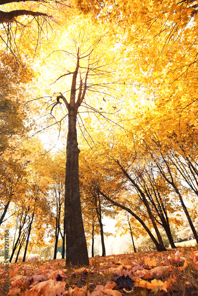 Fototapeta premium sunny autumn park