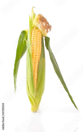 Maize unshucked cob