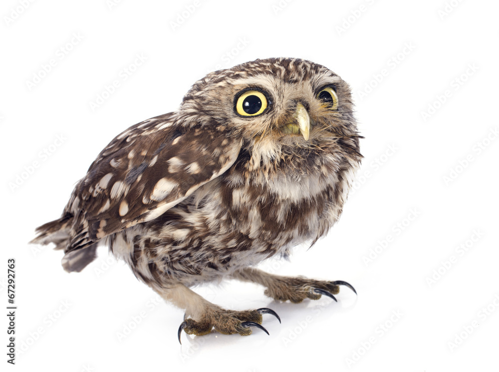 Fototapeta premium Little owl
