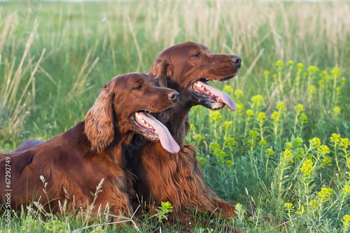 Cute Irish Setter pair lying in the grass in a hot Summer