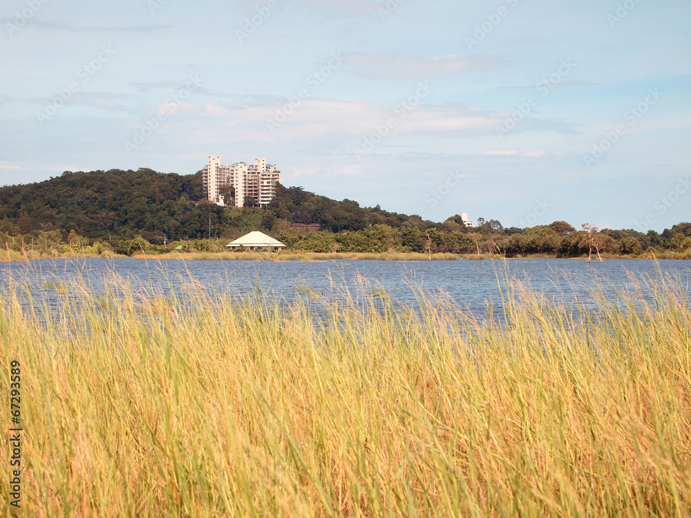 yellow meadow with lake in the background yellow meadow with lake in the background