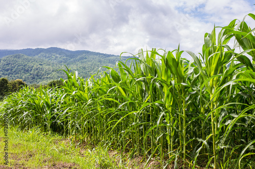 Rows and Rows of fresh unpicked corn