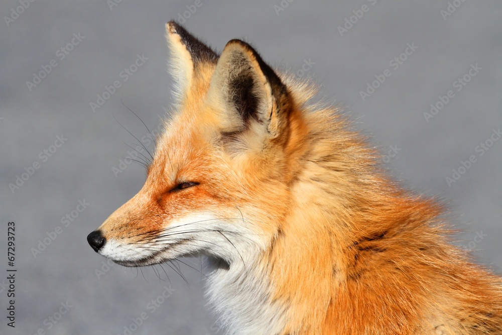 Fototapeta premium Red Fox (vulpes) Close-up