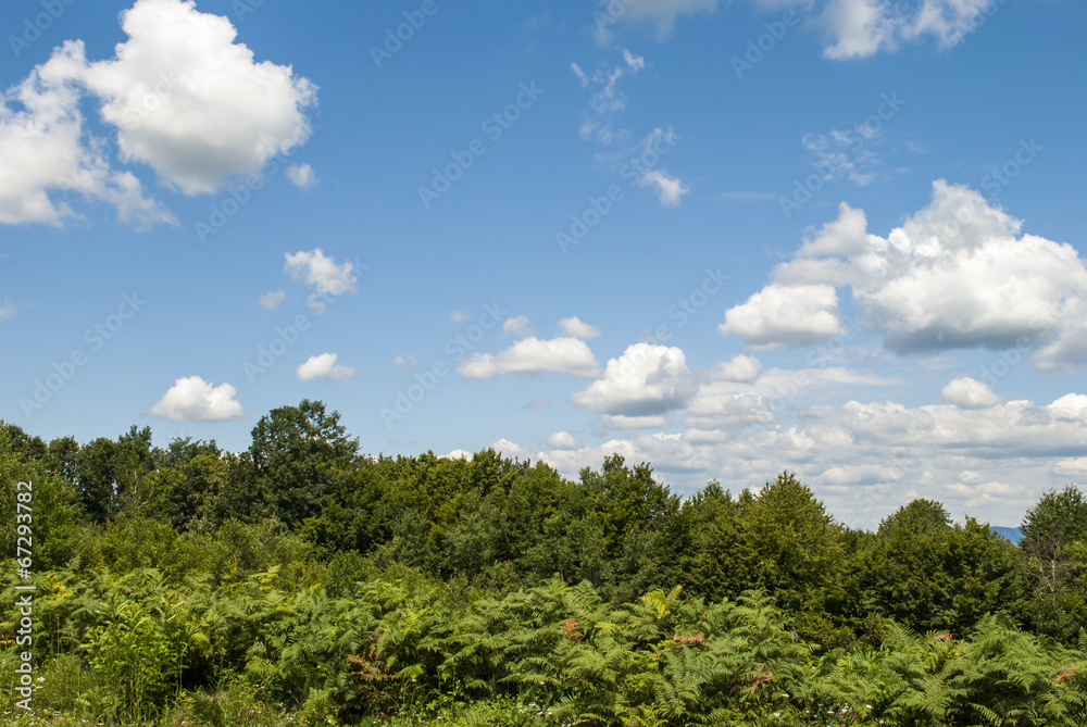 Bushes, Trees & Cloudy Sky