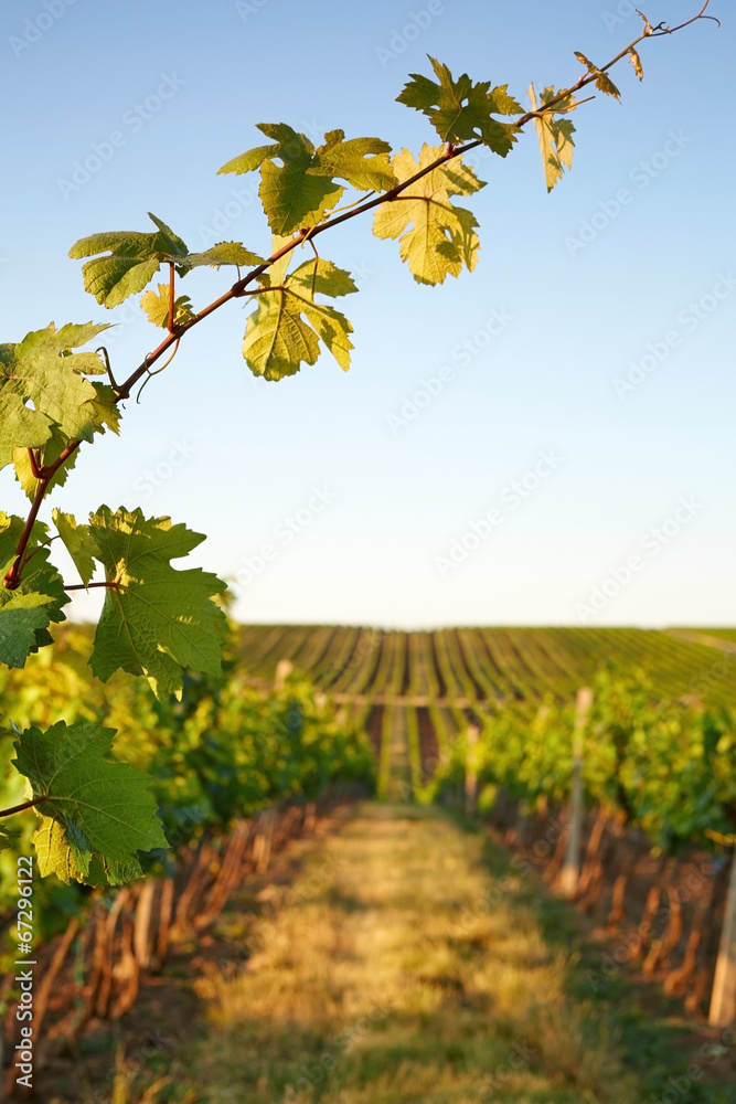 Photo vine leaves in the background view on vineyard