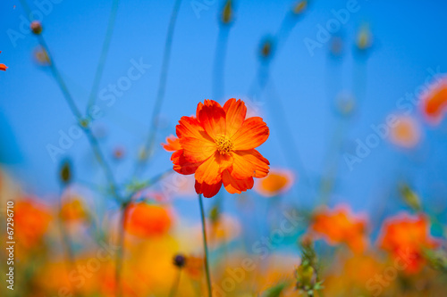 Fototapeta Naklejka Na Ścianę i Meble -  Red flower