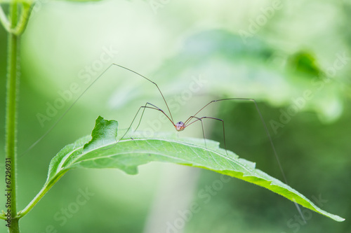 Spider on his leave