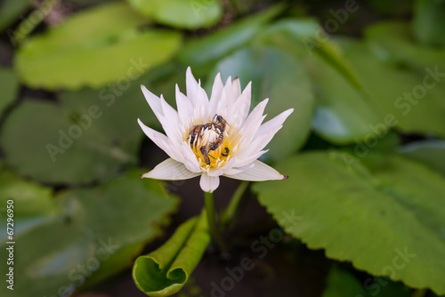 Beautiful lotus with many bees.