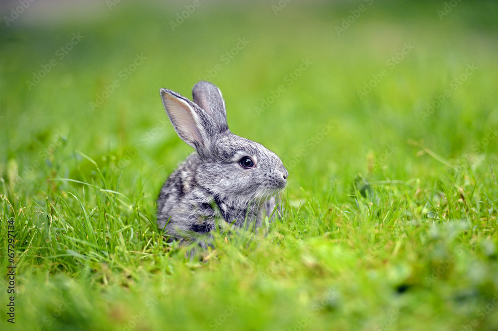 Rabbit Rabbit