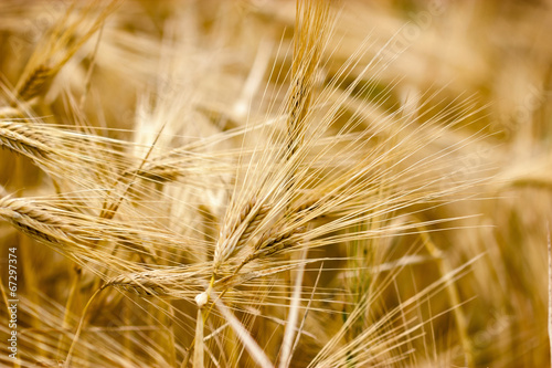 Cereal field - crop field