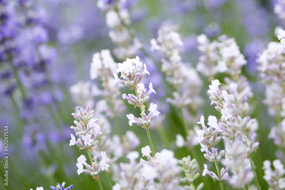 Fototapeta premium lavender